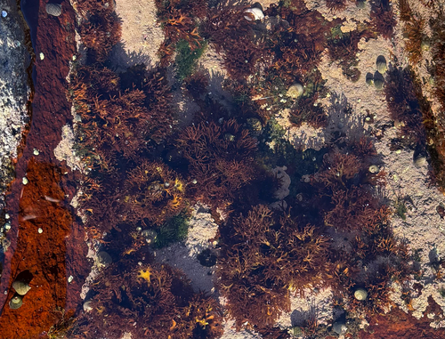 Chondrus crispus observed 2026-10-19