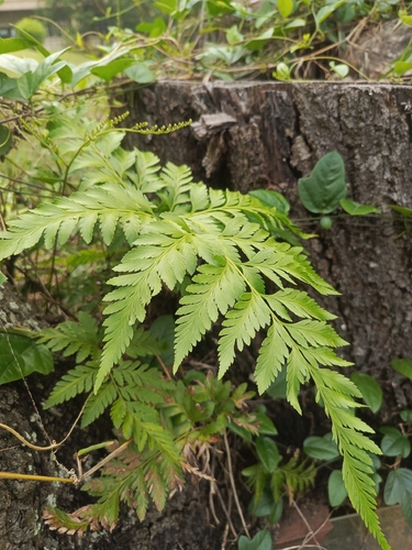 Davallia denticulata observed 2026-10-20