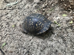 Terrapene carolina