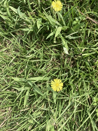 Ixeris chinensis observed 2026-10-20