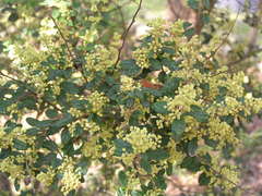 Pomaderris racemosa