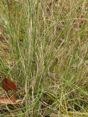 Poa sieberiana