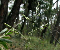 Poa sieberiana
