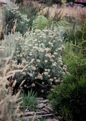 Ozothamnus rosmarinifolius
