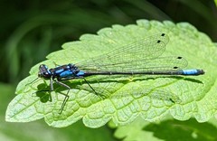 Zoniagrion exclamationis