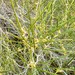 Acacia acuminata burkittii - Photo (c) David Spencer Muirhead,  זכויות יוצרים חלקיות (CC BY-NC), הועלה על ידי David Spencer Muirhead