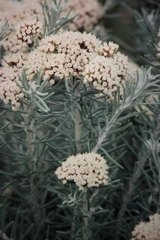 Ozothamnus rosmarinifolius