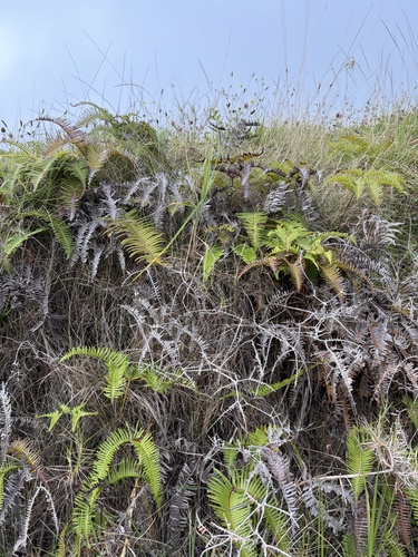 Dicranopteris linearis, 2026-10-19