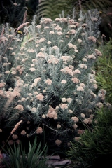 Ozothamnus rosmarinifolius