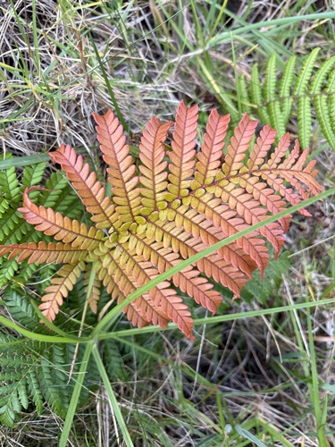 Sadleria cyatheoides observed 2026-10-19