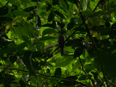 Lipaugus vociferans