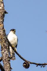 Accipiter striatus chionogaster