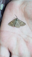 Phryganidia californica