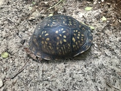 Terrapene carolina