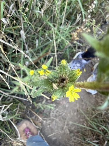 Madia sativa observed 2026-10-19