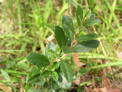 Olearia myrsinoides