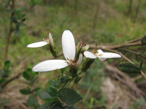 Image of Olearia myrsinoides by (c) guymer, some rights reserved (CC BY)