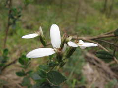 Olearia myrsinoides