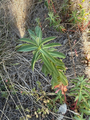 Euphorbia oblongata observed 2026-10-19