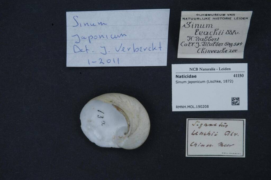 Sinum japonicum