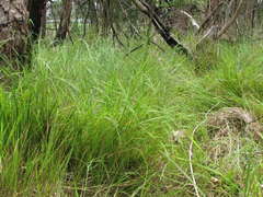 Microlaena stipoides stipoides