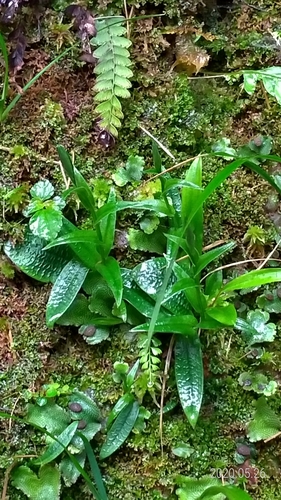 Platanthera mandarinorum iNat (3)