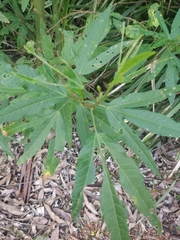 Hibiscus heterophyllus