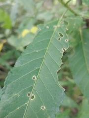 Hibiscus heterophyllus