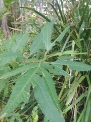 Hibiscus heterophyllus