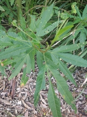 Hibiscus heterophyllus
