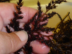 Odonthalia floccosa