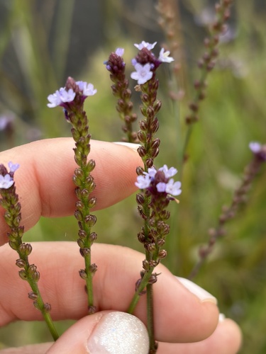Verbena litoralis observed 2026-10-19