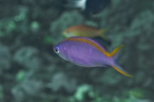Pseudanthias tuka observed 2026-10-15
