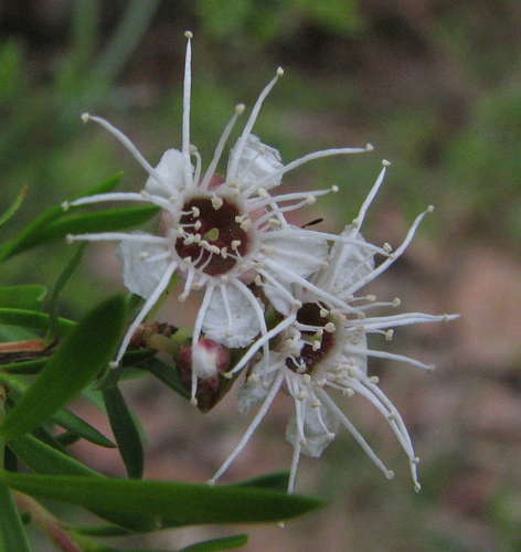 Image of Kunzea leptospermoides by (c) guymer, some rights reserved (CC BY)