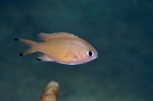 Chromis lepidolepis observed 2026-10-17