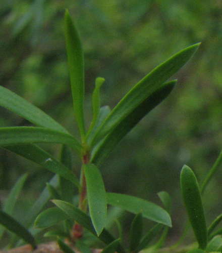 Image of Kunzea leptospermoides by (c) guymer, some rights reserved (CC BY)