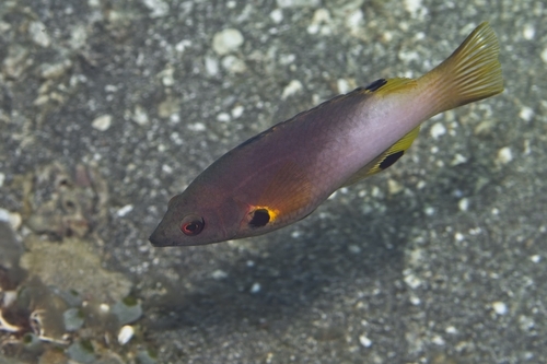 Bodianus axillaris observed 2026-10-18