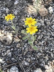 Eriophyllum ambiguum