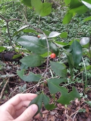 Elaeodendron australe