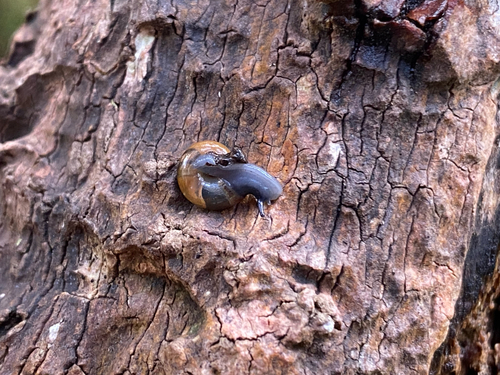 Oxychilus alliarius observed 2026-10-19