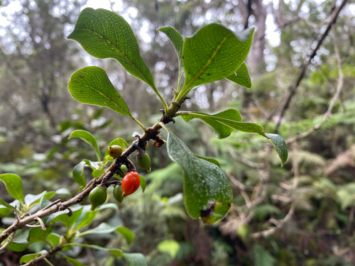 Coprosma rhynchocarpa observed 2026-10-19