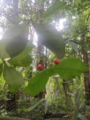 Elaeodendron australe