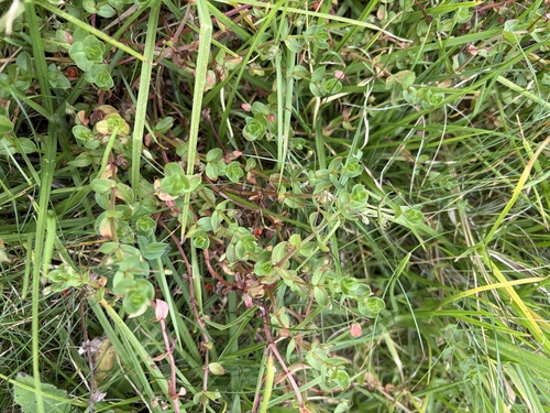 Lysimachia observed 2026-10-19