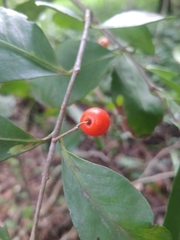 Elaeodendron australe