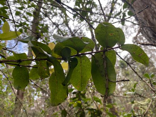 Metrosideros polymorpha observed 2026-10-19