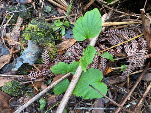 Eriocapitella japonica observed 2026-10-19