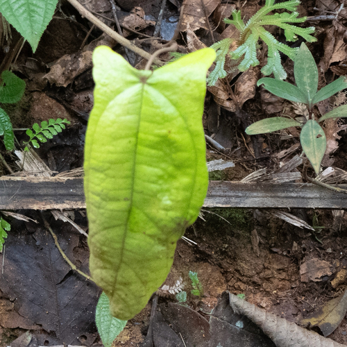 Coscinium fenestratum observed 2026-10-02