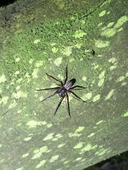 Gippsicola