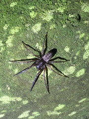 Gippsicola
