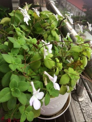 Streptocarpus saxorum